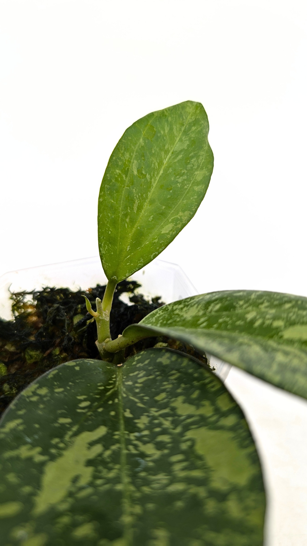 Hoya Icensis Splash — The Leaf Gallery
